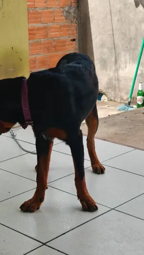 Vendo rottweiler 6 meses 