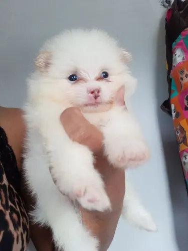 Lindos Lulu da pomerânia