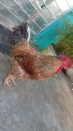 Galo Caipira