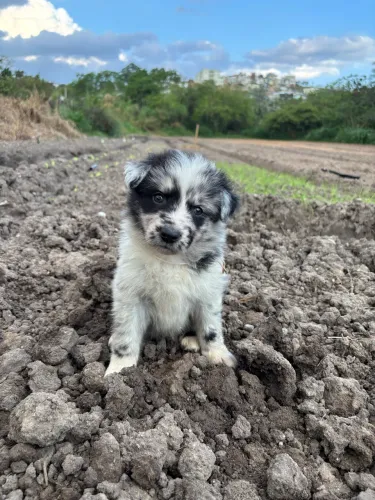 Border collie
