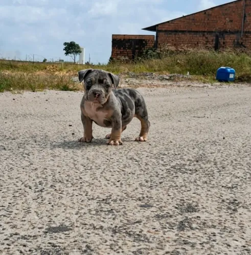 Exótic Bully Micro