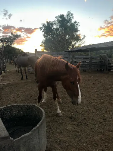 Cavalo