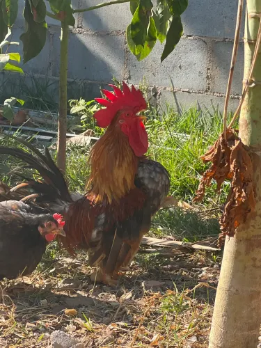 Casal Bantam Japonês Nagasaki