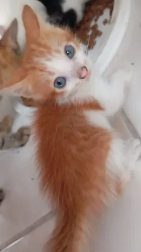 Gatinho laranjinha ?