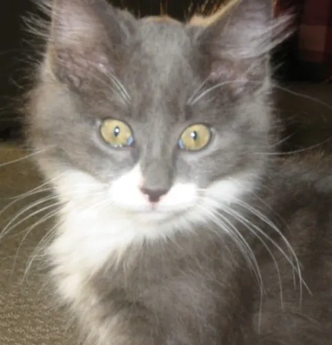 Angorá minha amiga está vendendo esse gatinho 