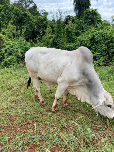 Garrote Tabapuã