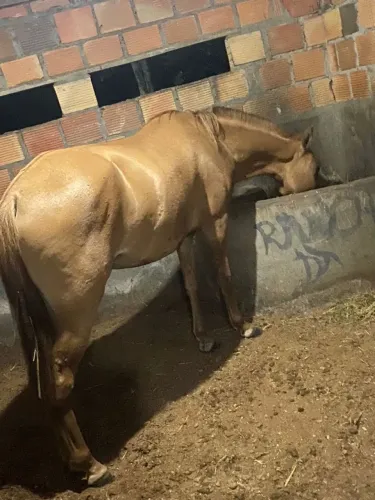 Égua mangalarga