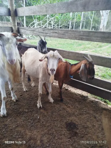 Cabras leiteiras