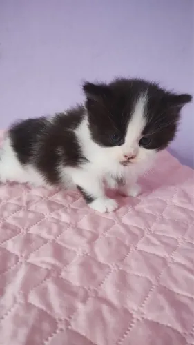 Maine coon