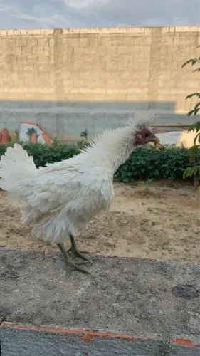 FRANGA GARNIZÉ FRISADA