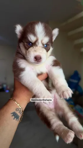 Filhote husky siberiano