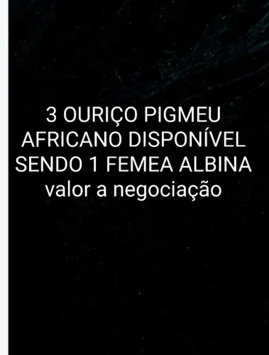 Coelho