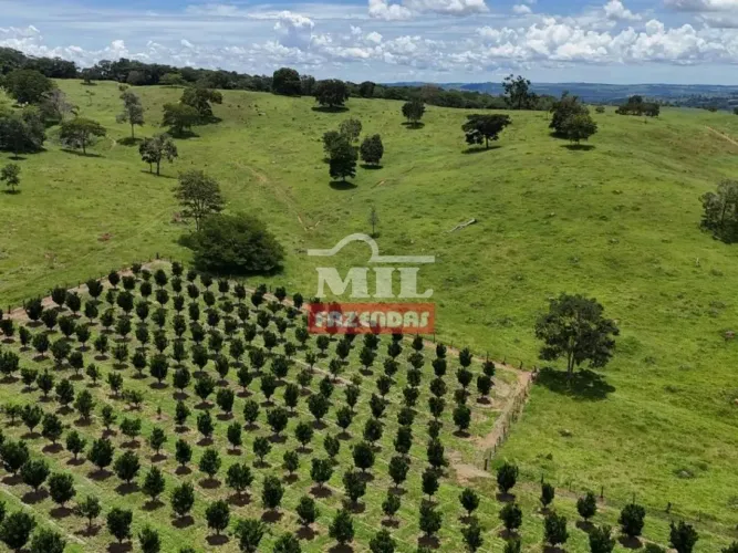 Fazenda 44 Alqueires (214 Hectares) Anapolis - GO