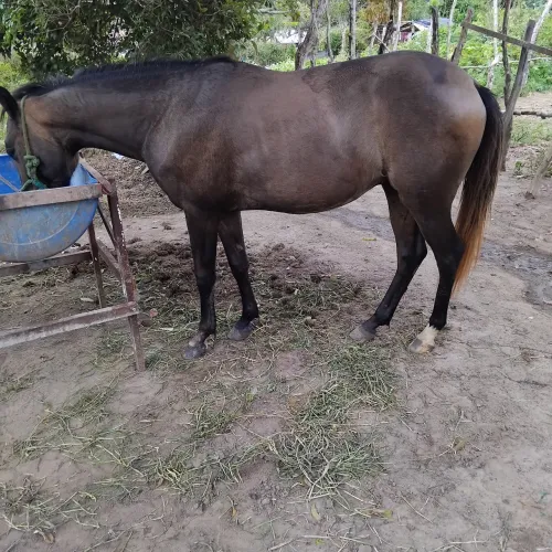 Potro pra vender ou trocar