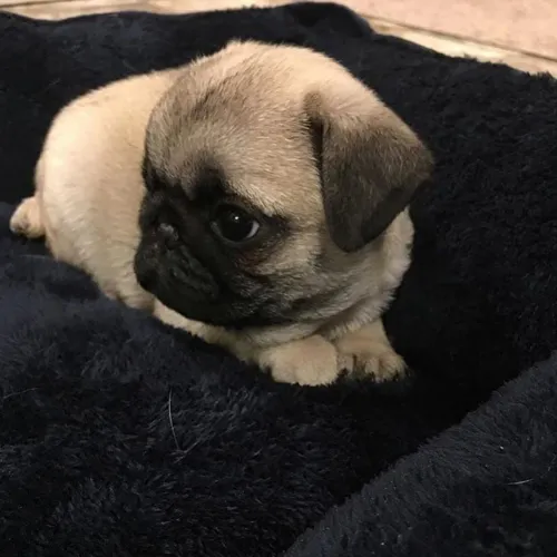 Pug Cachorrinho esperando um lar de verdade