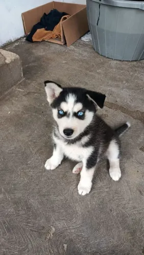 Husky siberiano Cãozinho com perfil diferenciado para companhia
