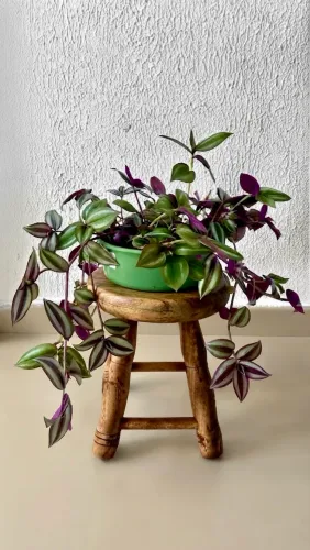 Vendo Plantas Pendentes 2
