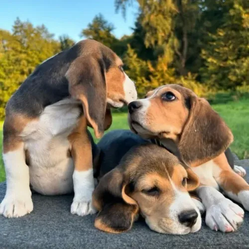 Filhotes de Beagle | O brilho nos olhos de quem encontrou um lar