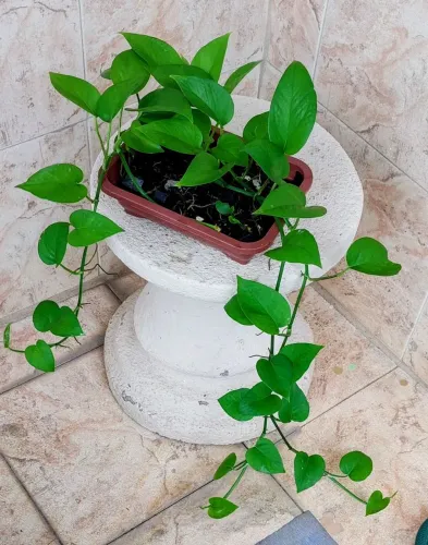Vendo