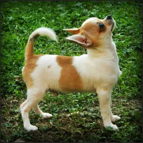 Chihuahua os pequeninos