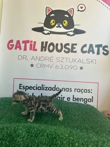 Bengal filhote