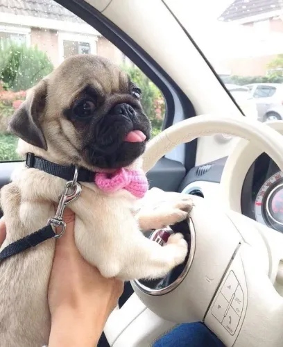Pug filhotinho lindo branco como o volante 