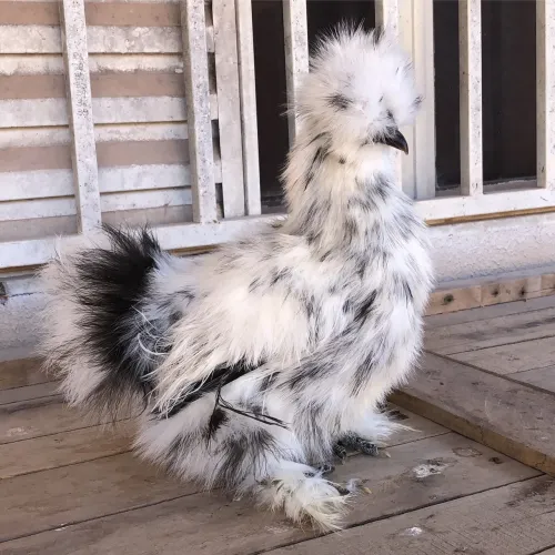 Galinha Sedosa do Japão