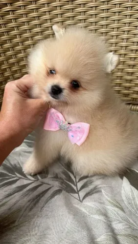 Spitz Alemão encantador - Beleza e carisma em um só filhote!