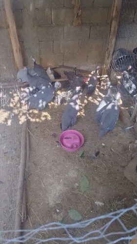 Galinhas de angola macho