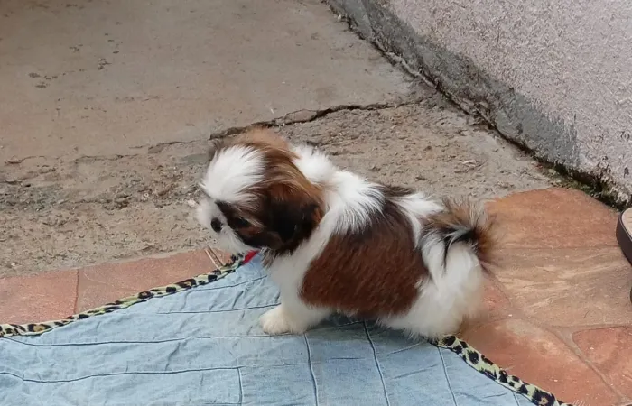 Shih tzu mini fêmea