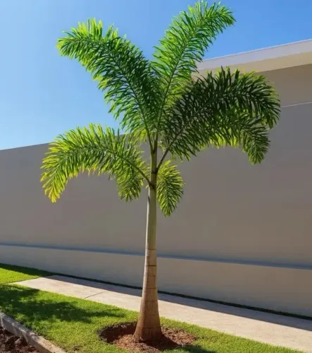 Promoção Palmeira à venda