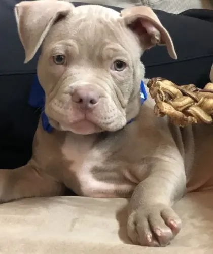 American Bully Filhotes na Cor Castanho