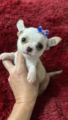 Chihuahua perfeita para quem procura diversão