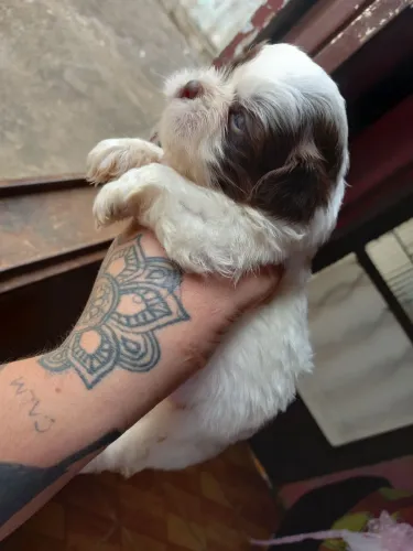 Filhotes machos de LHASA NAO TENHO FEMEA