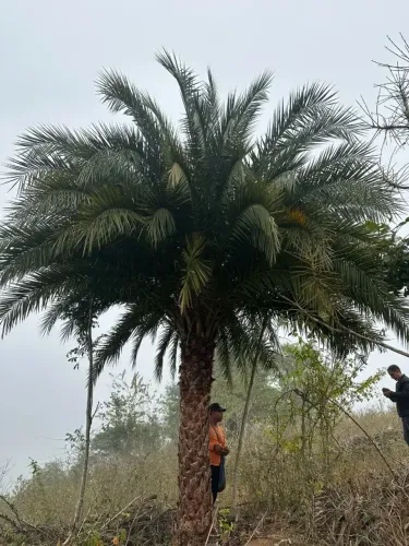 Tamareira Adulta 5 metros