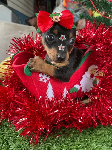 Pinscher miniatura fêmea $2.300,00