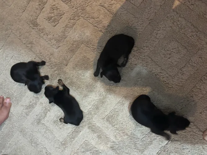 Cachorro  raça pinscher 