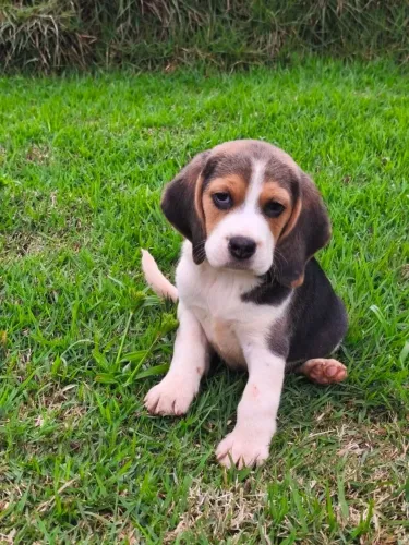 Lindo beagle