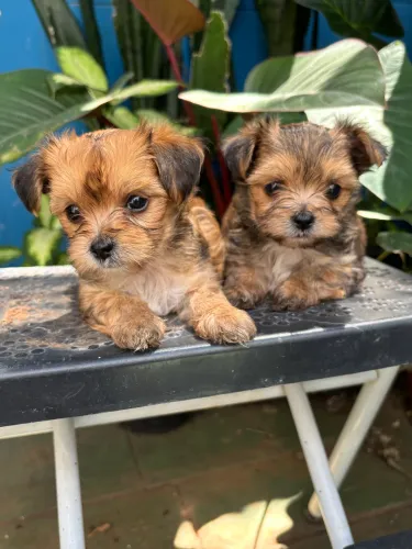 Filhotes Minúsculos Mestiços (Shih Tzu + Maltês + Yorkshire)