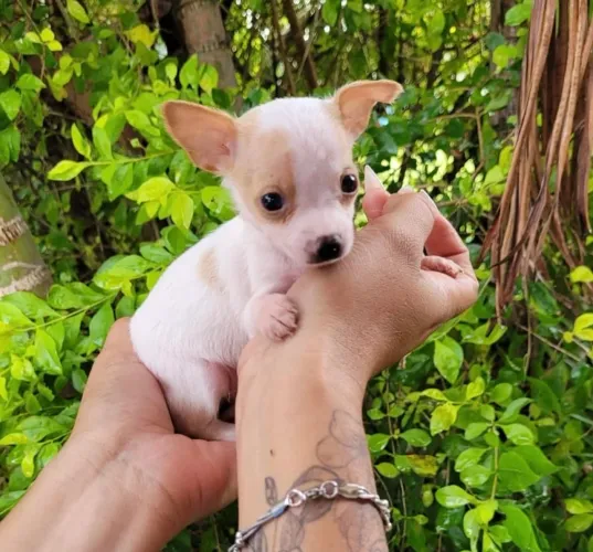 Pinscher todas as cores vacinados 62 dias