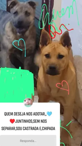 Adoção,, consciente ?