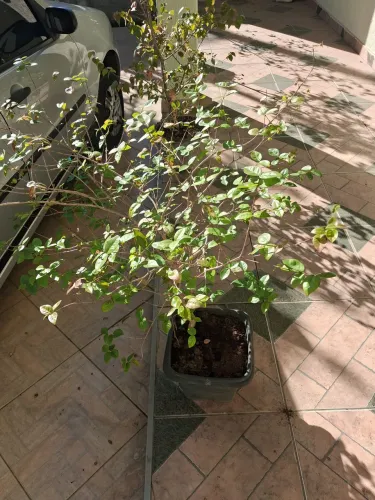 Vende 3 pes pitanga e 1 jaboticaba 200 cada