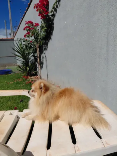 Macho de spitz alemão para cruza 