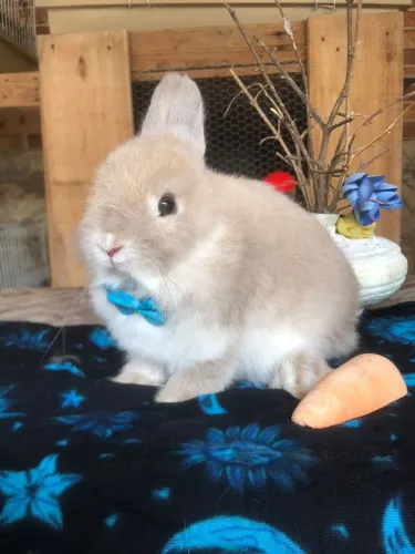 Coelho anão netherland dwarf linhagem importada o menor do mundo