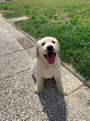 Labrador retriever lindos demais 