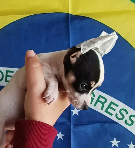 Linda pinscher fêmea!!