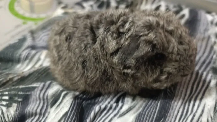 Porquinho da Índia