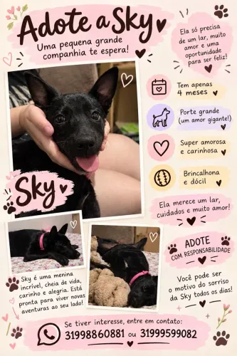 Adoção | Sky, 4 meses, porte grande SRD