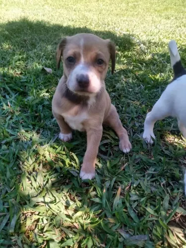 Estou doando filhotes de cachorro (Macho)