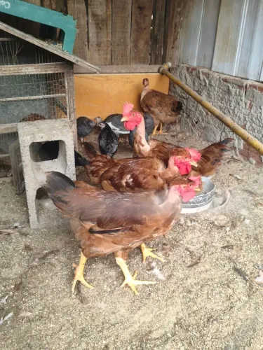 Frango pescoço pelado